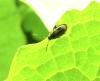 Phyllotreta ochripes
